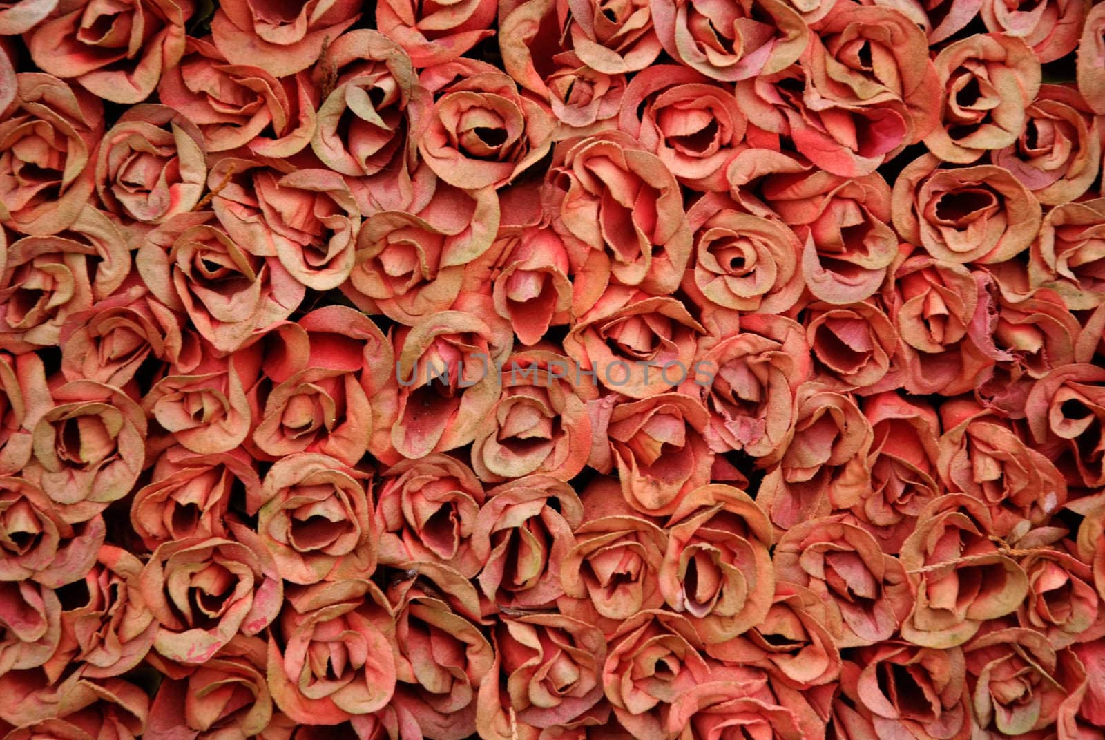 Many red dried roses grouped together