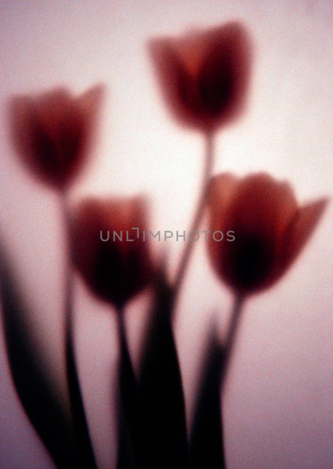 Four tulips photographed behind art paper
