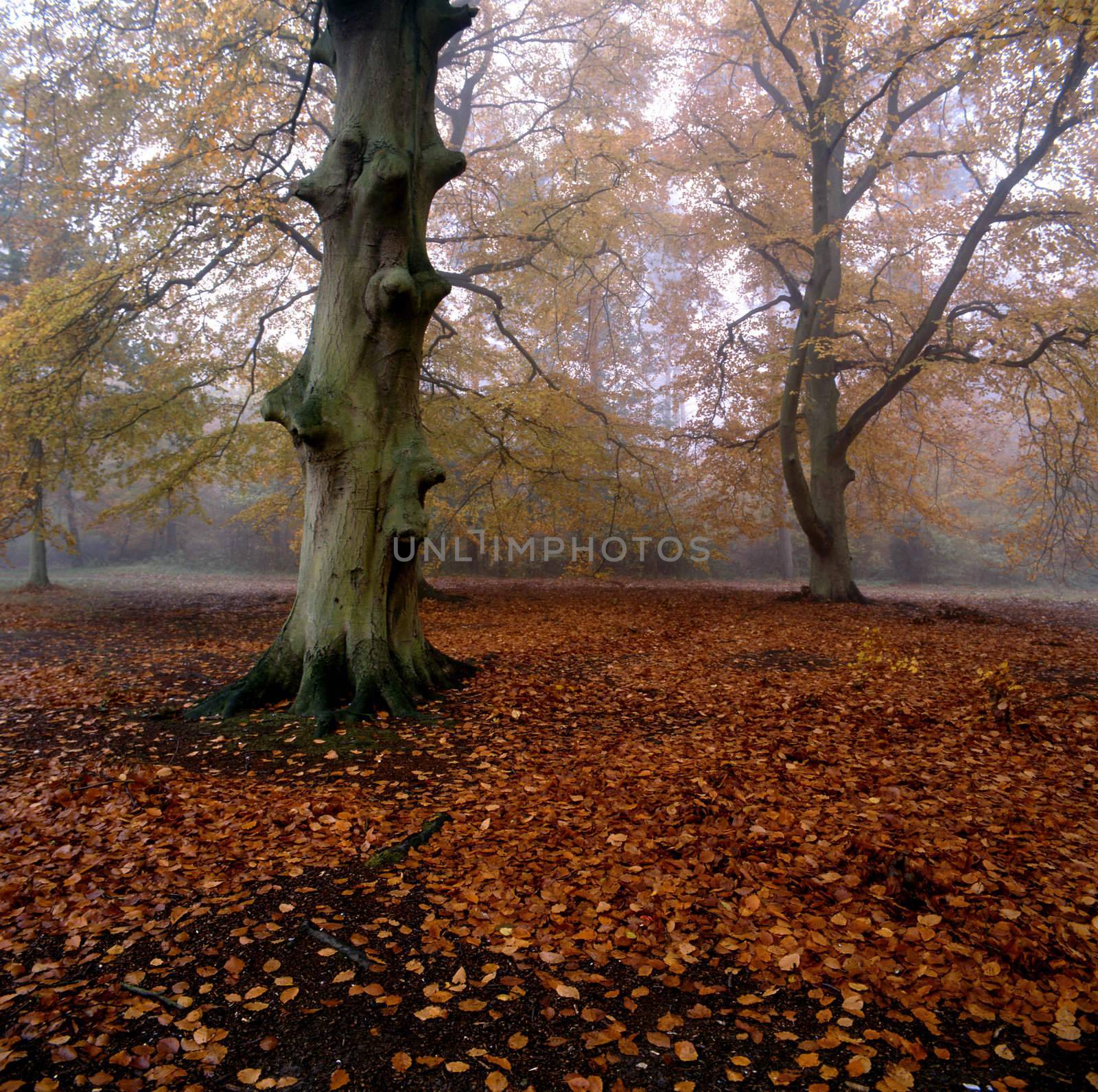 Fallen leaves on a forest floor