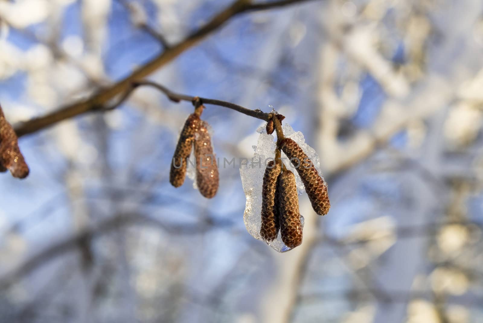 Frozen catkins by Nikonas