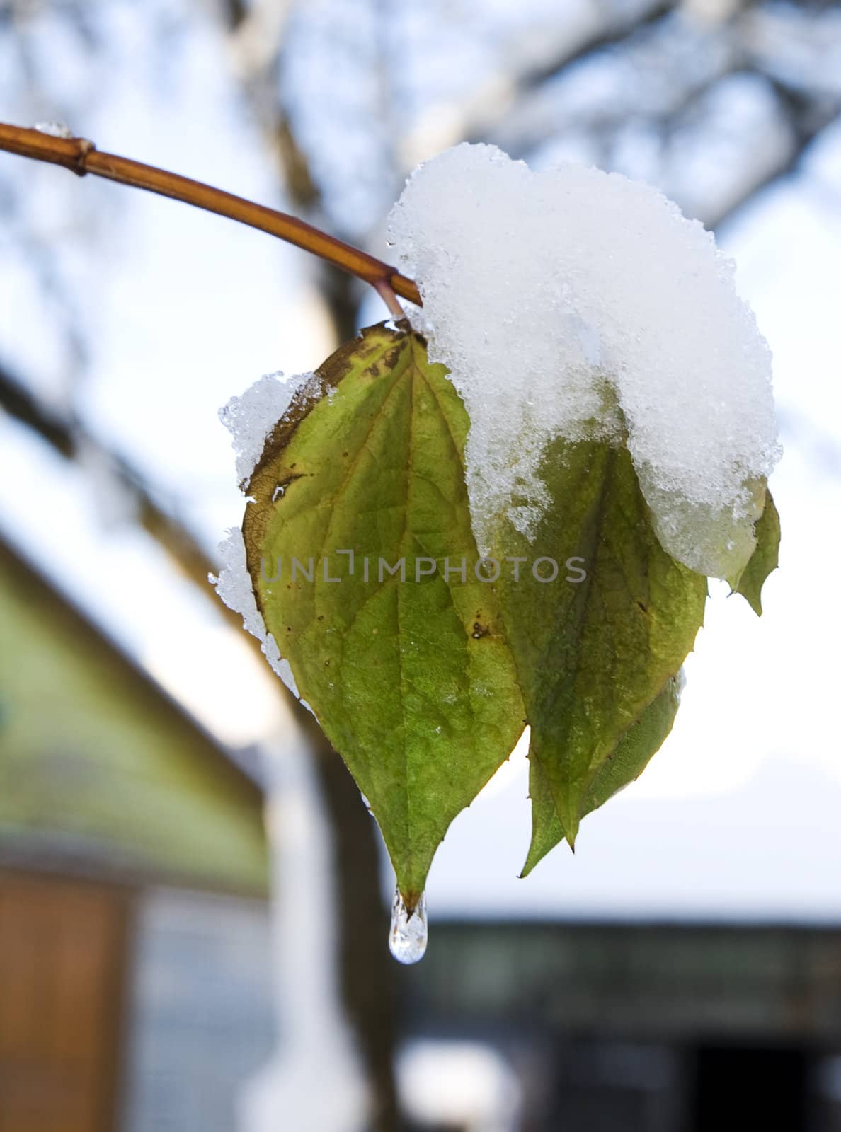 The pair of beautiful leaves, under downy snow cover 