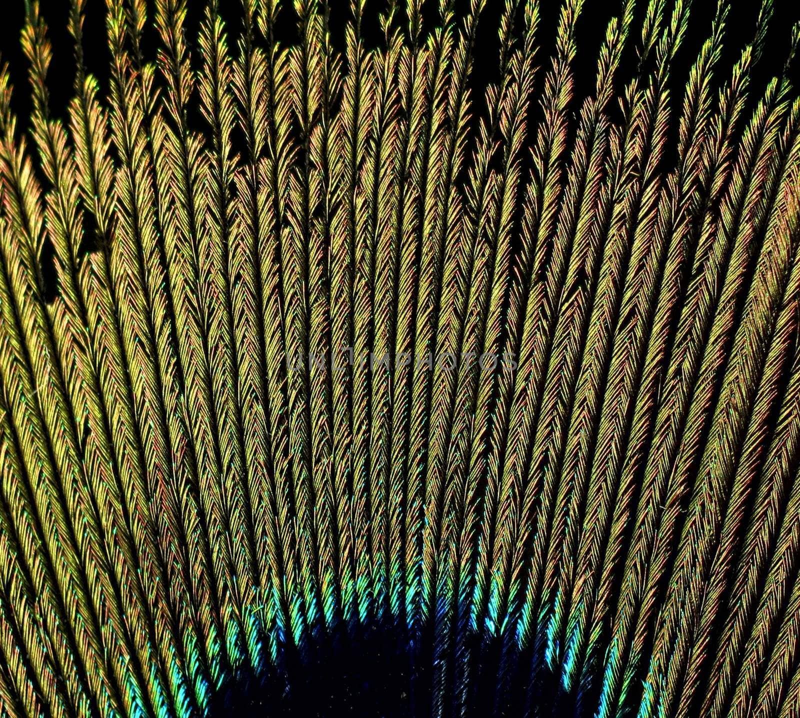 Macro picture of feather of peacock. Abstract discoloration.