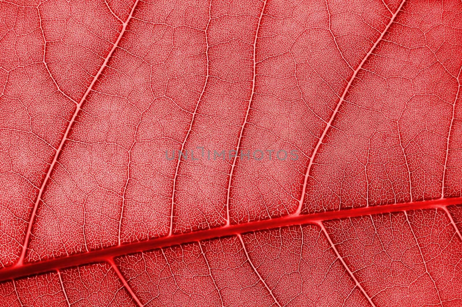 abstract background with colored leave texture and copyspace