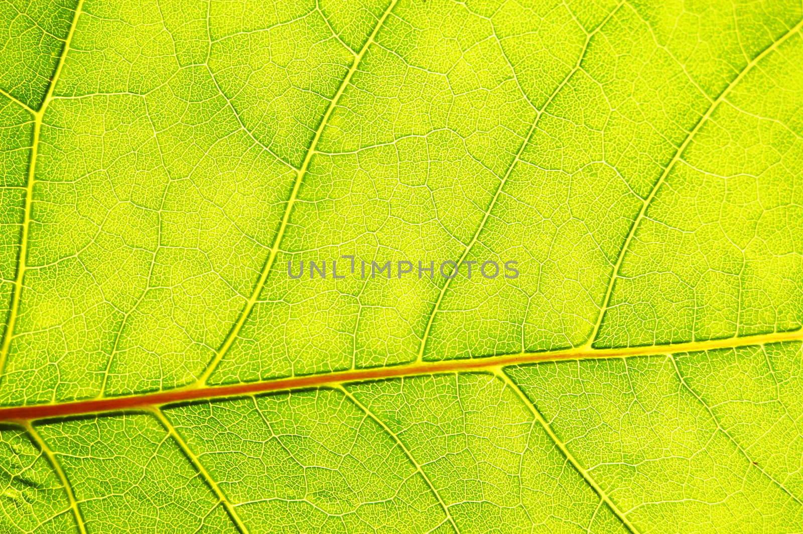 structure and texture of green leaf can be used as background