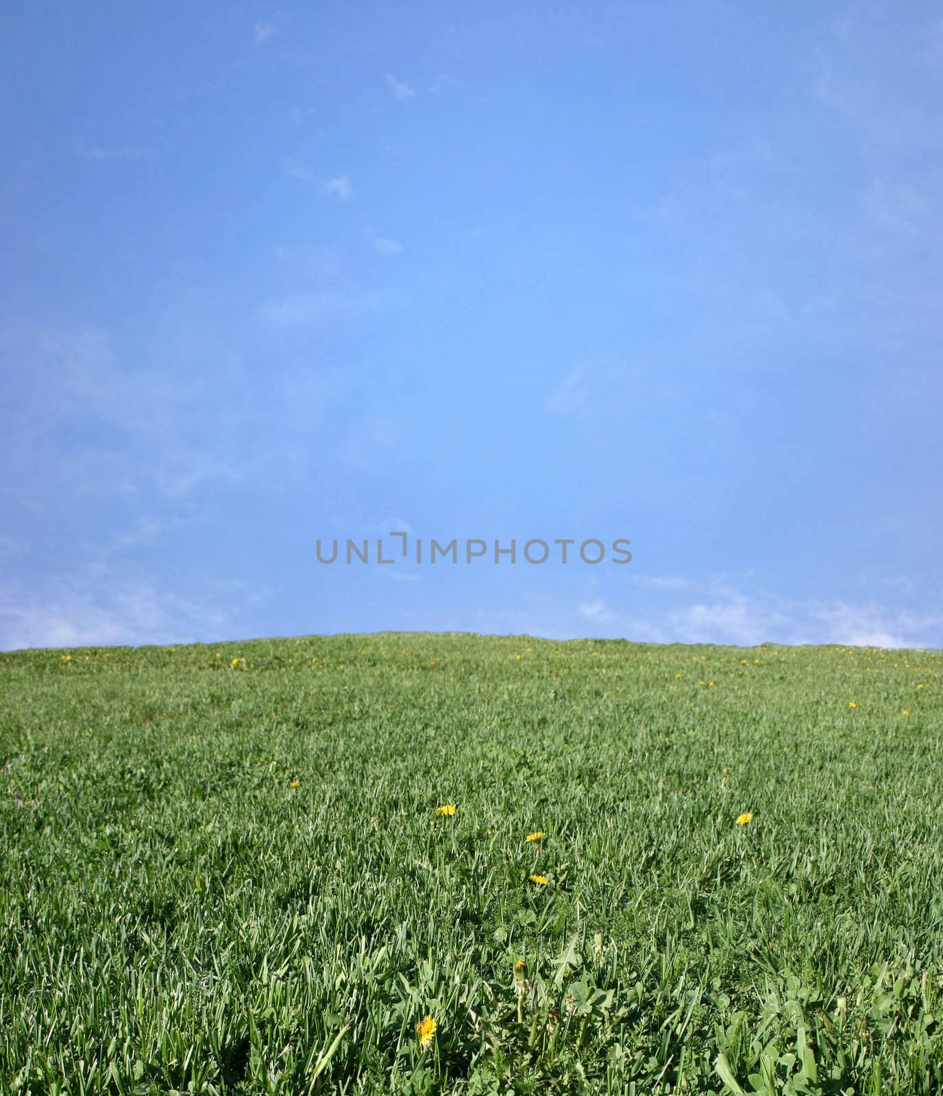 Green meadow a sunny day.