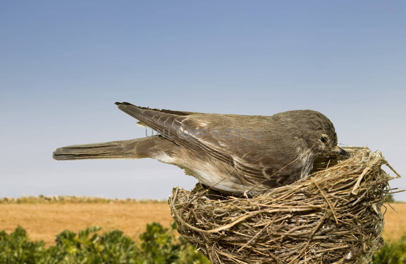 A female Mediterranean house sparrow tending to her nest 