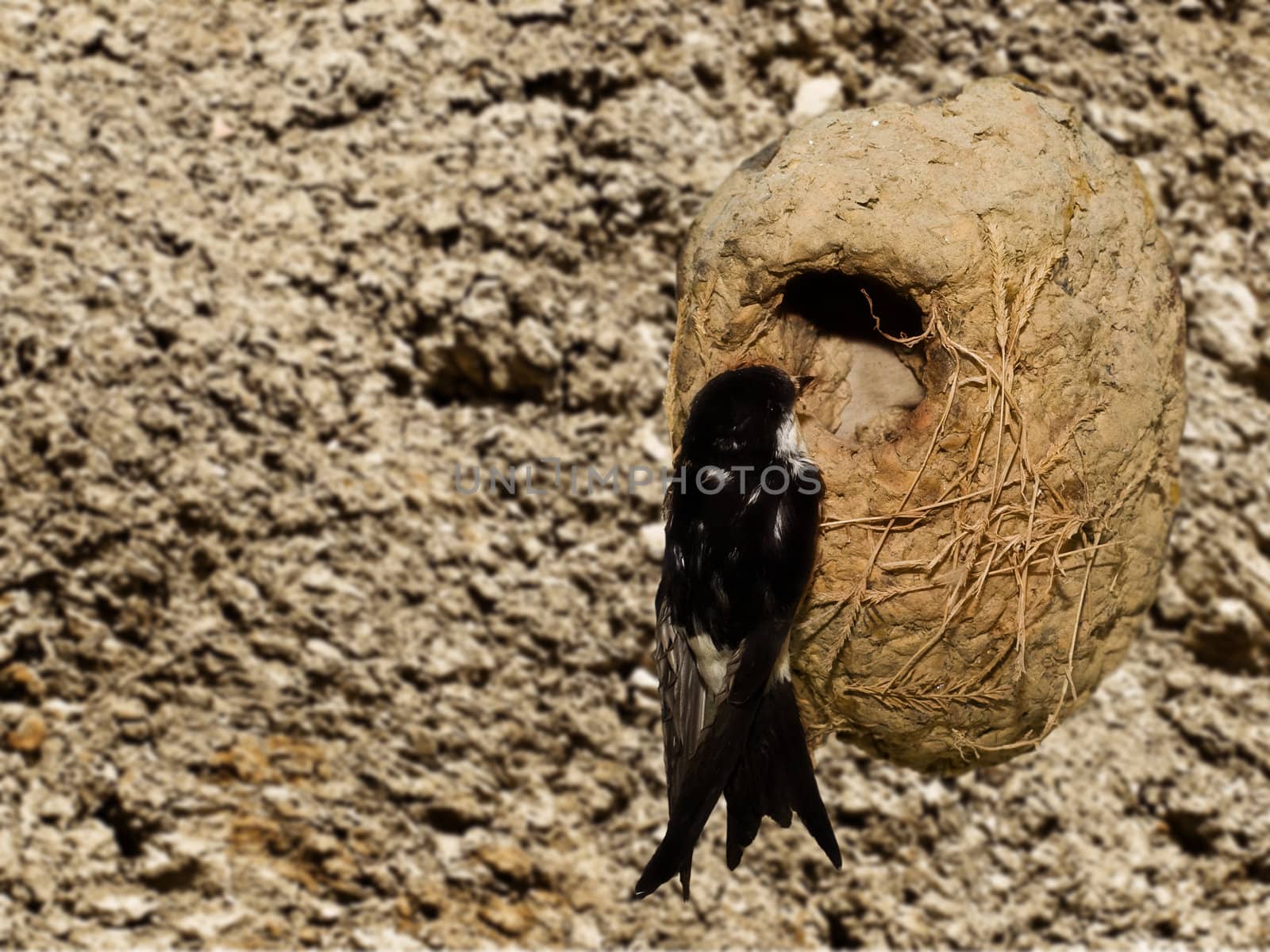 Delichon Urbica - female Mediterranean house martin tending to her nest 