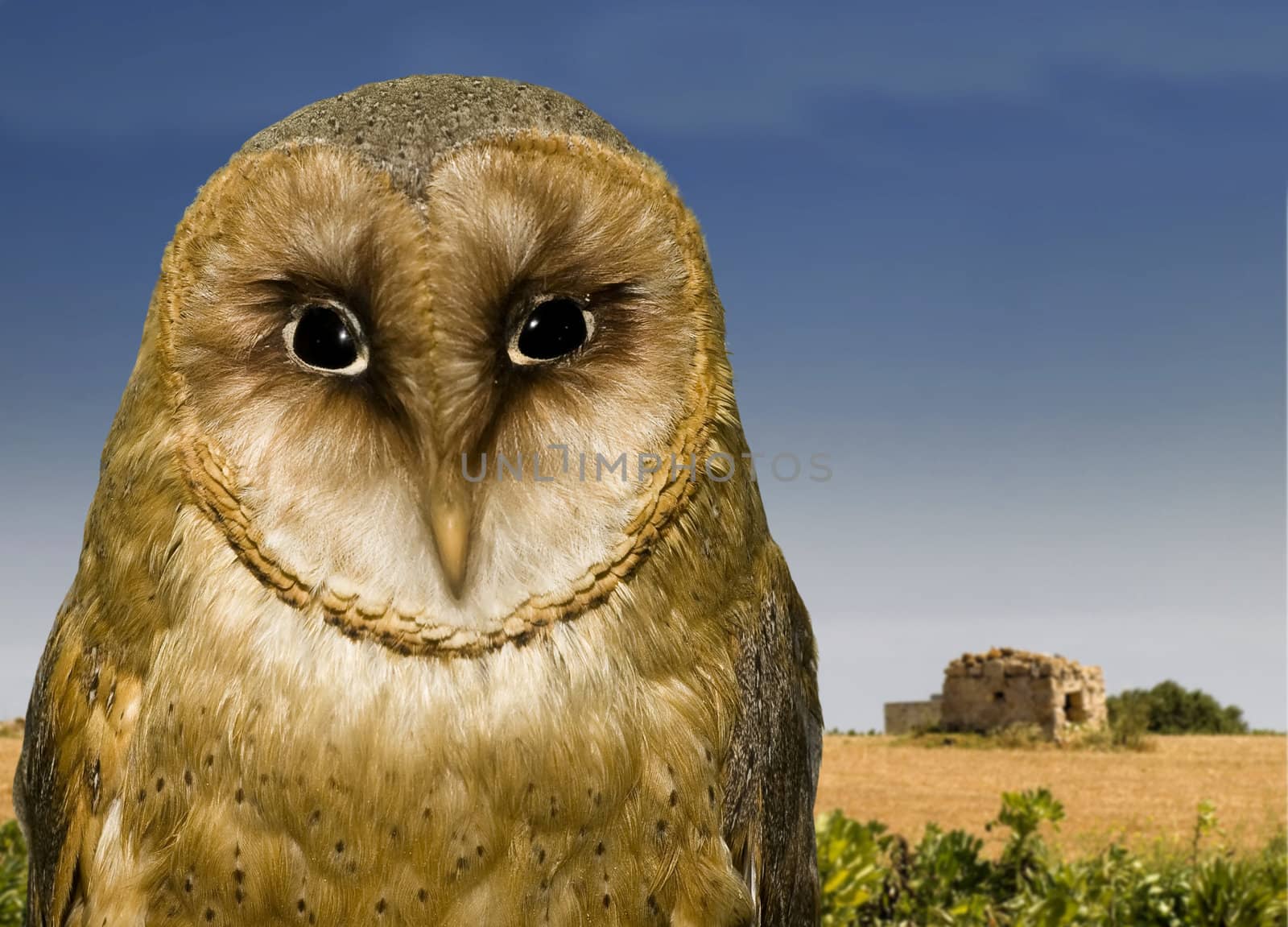 The Mediterranean Barn Owl scientific name Tyto Alba