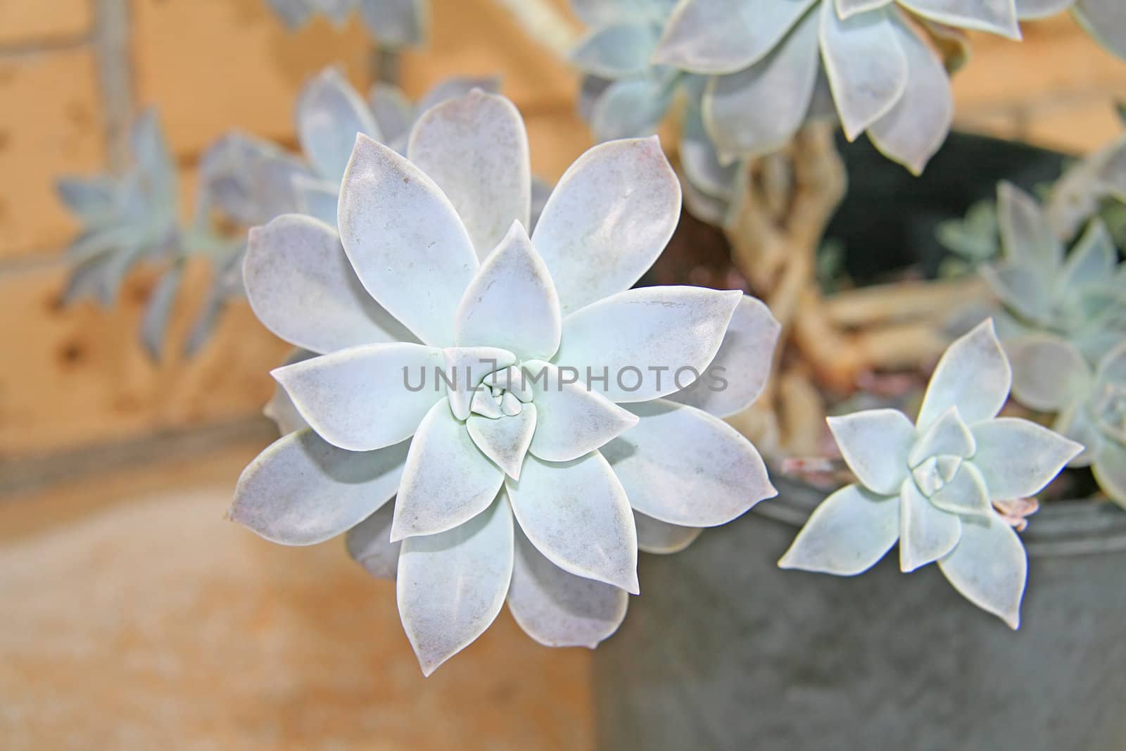 Ghost Plant, Graptopetalum Paraguayense 