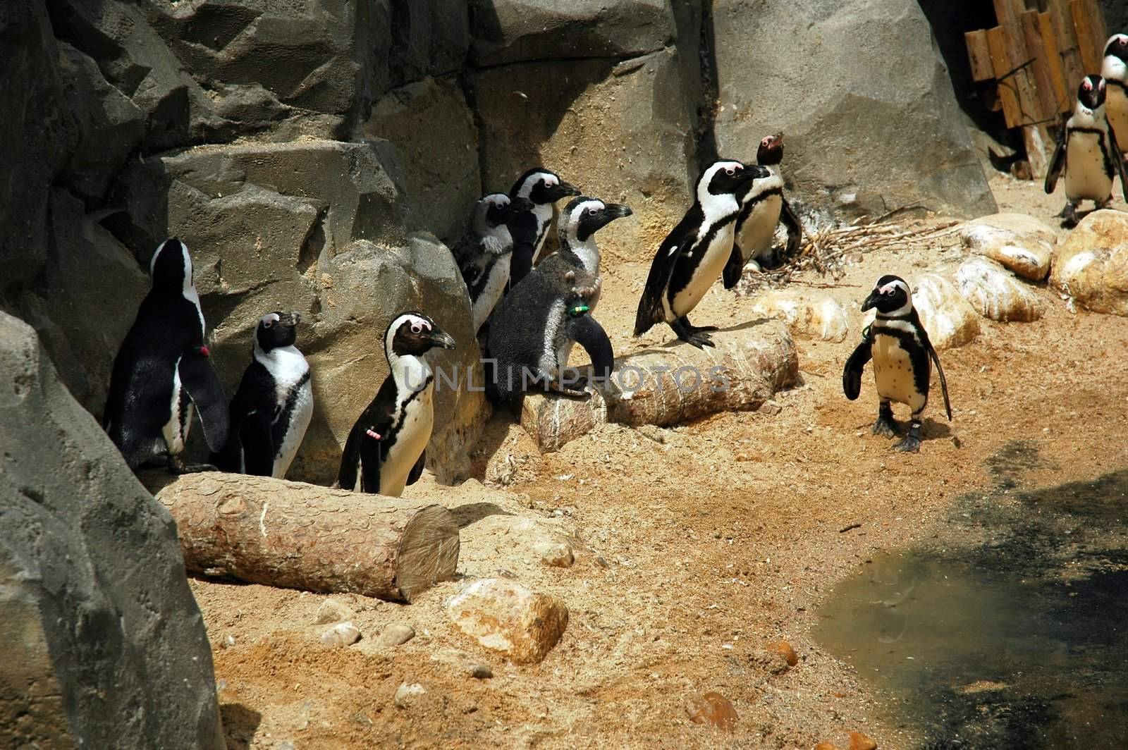 penguin in madrid Zoo with rock and sand