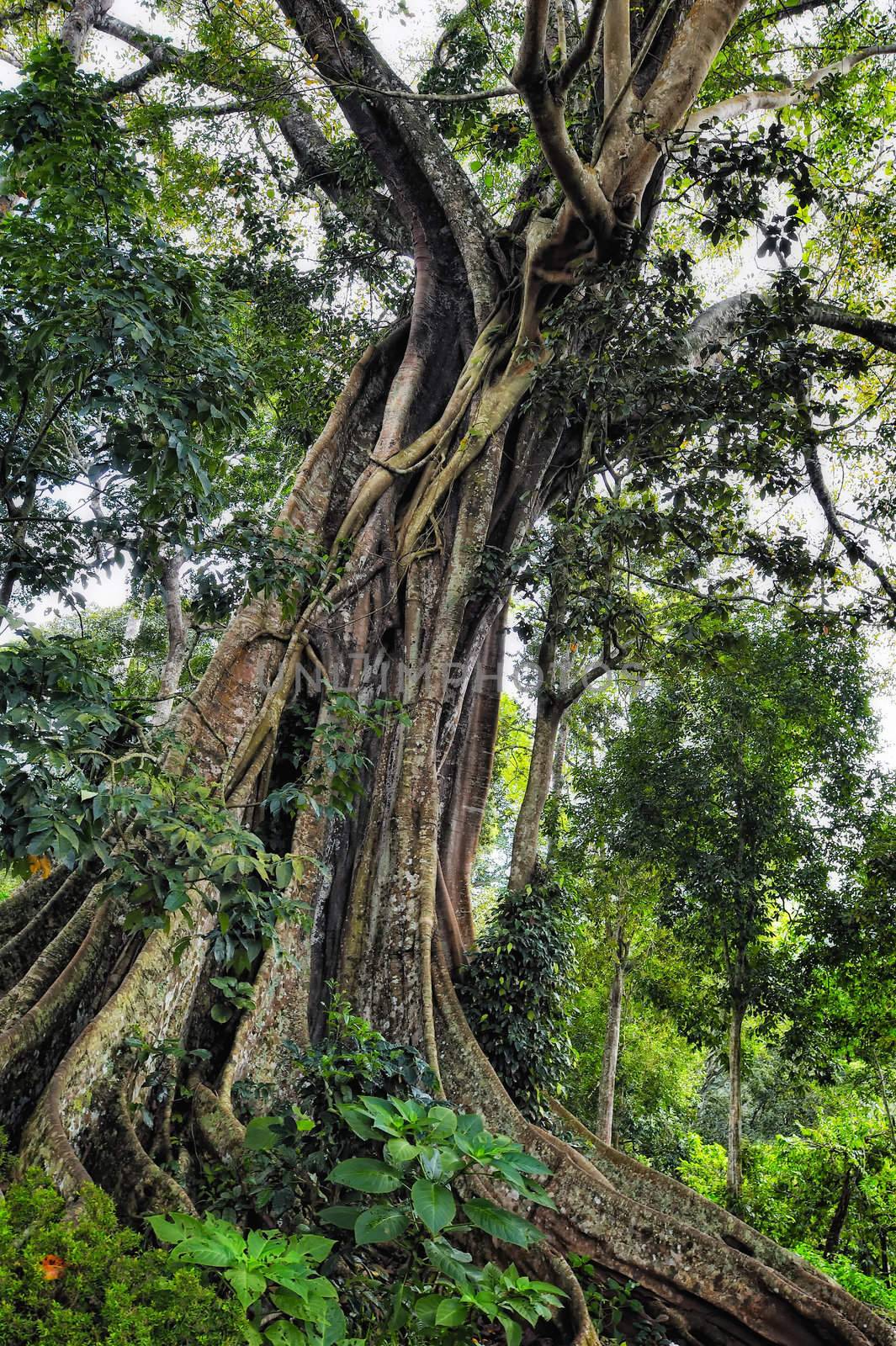 Branched tree with powerful roots. In perspective