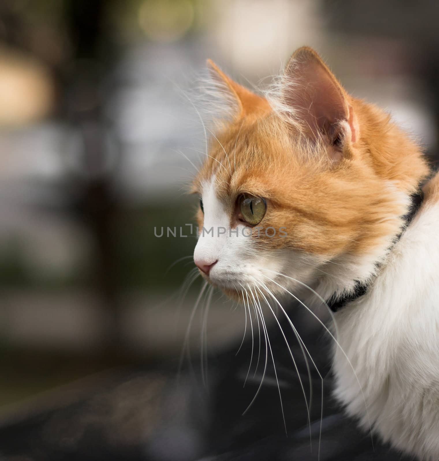 red-haired cat by alexkosev