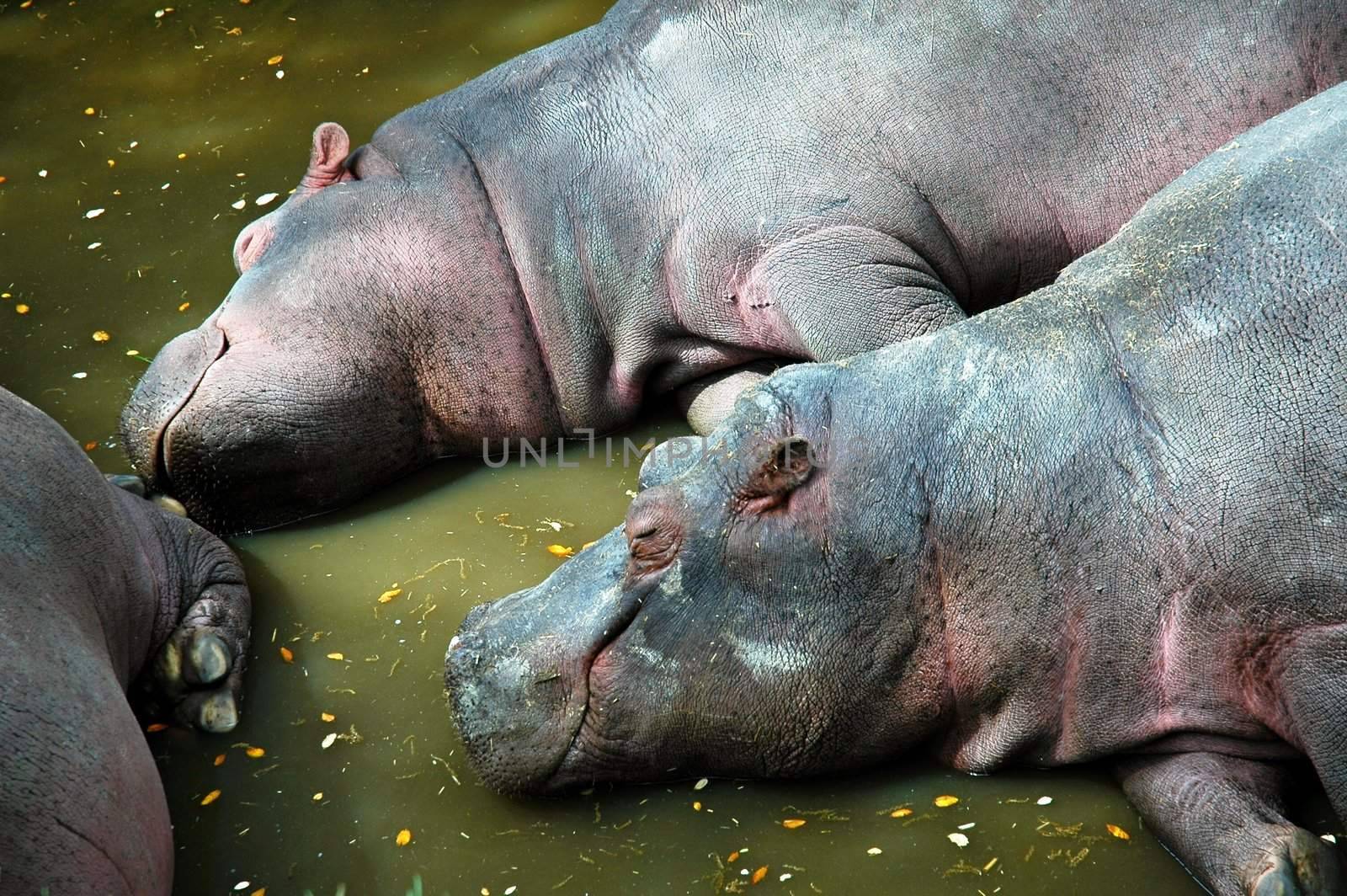 river hippo in madrid zoo resting in the waer