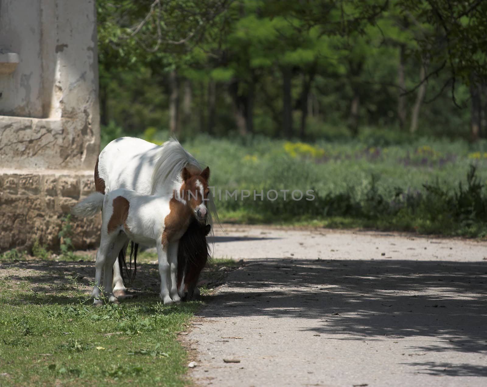 Portrait of  horses in the countryside