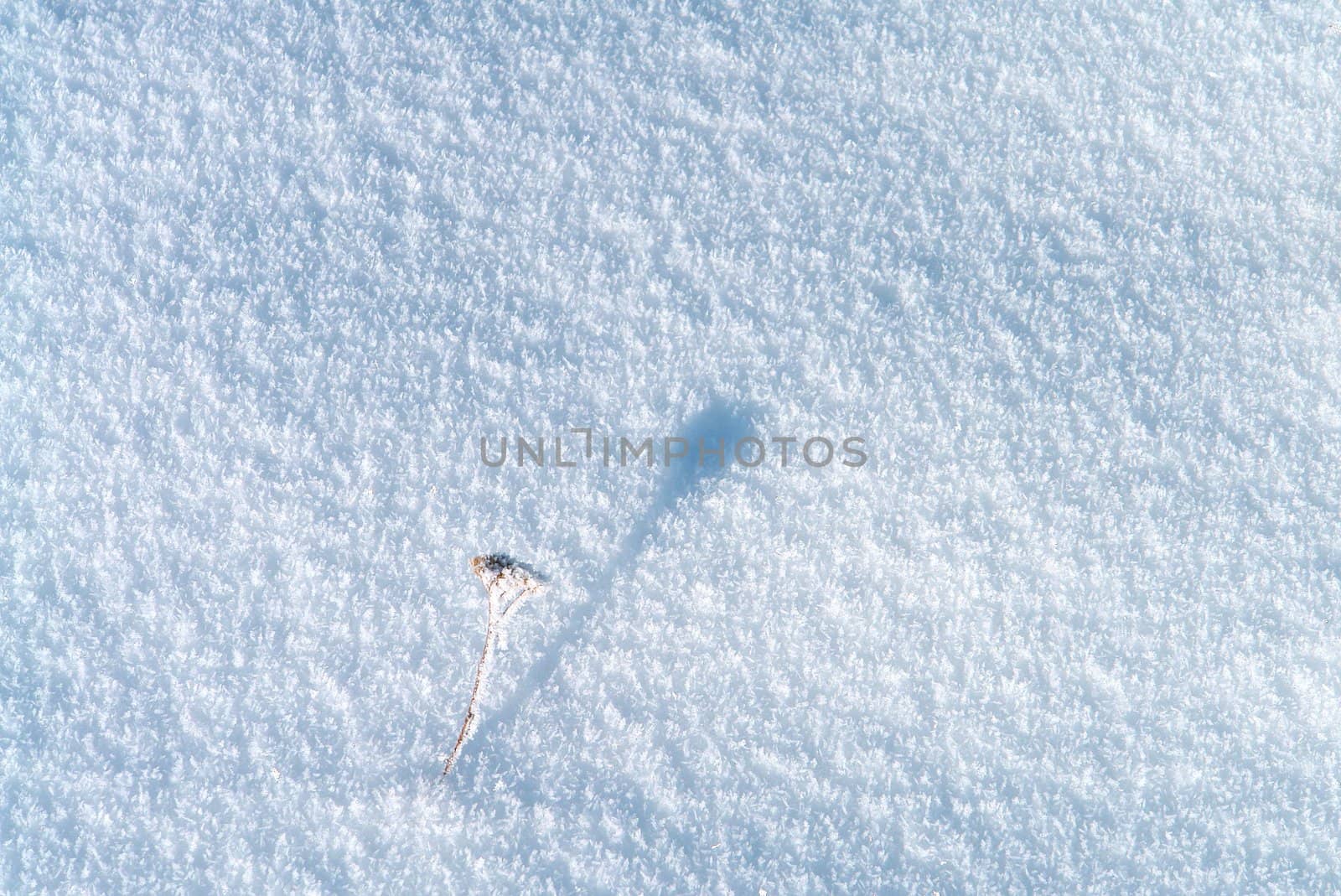                       A small sprout covered with hoar-frost on a snow surface