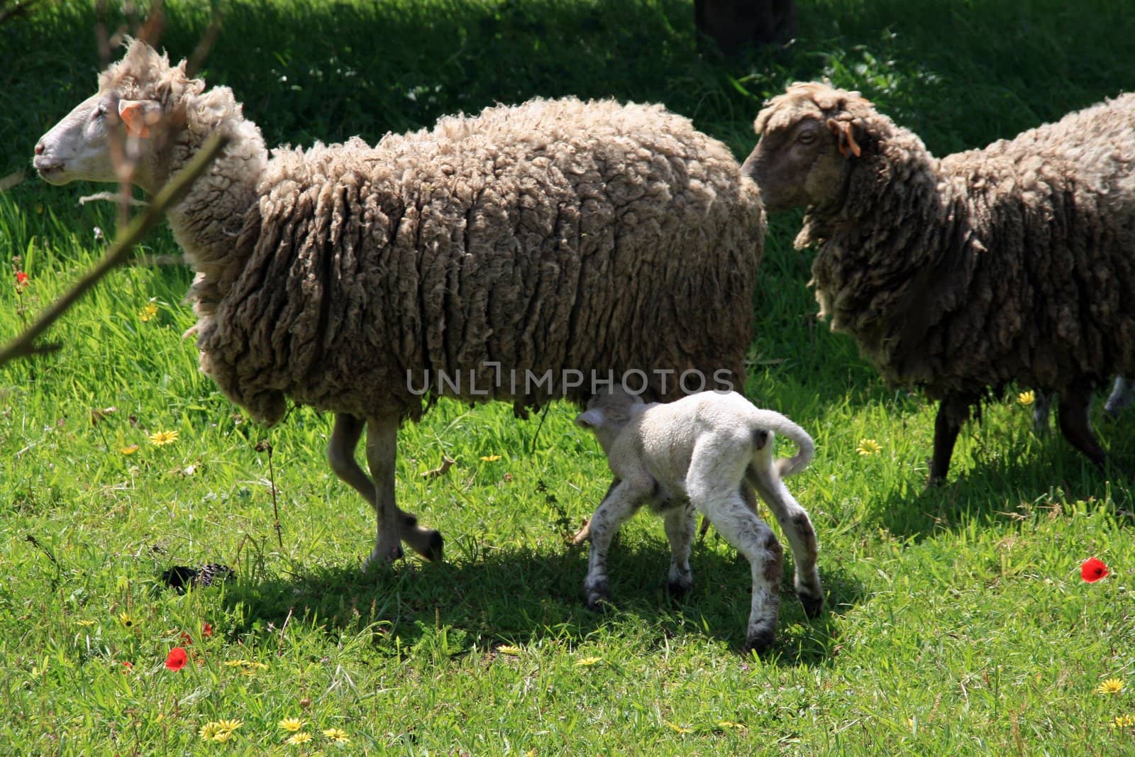 sheeps and lambs in the country field