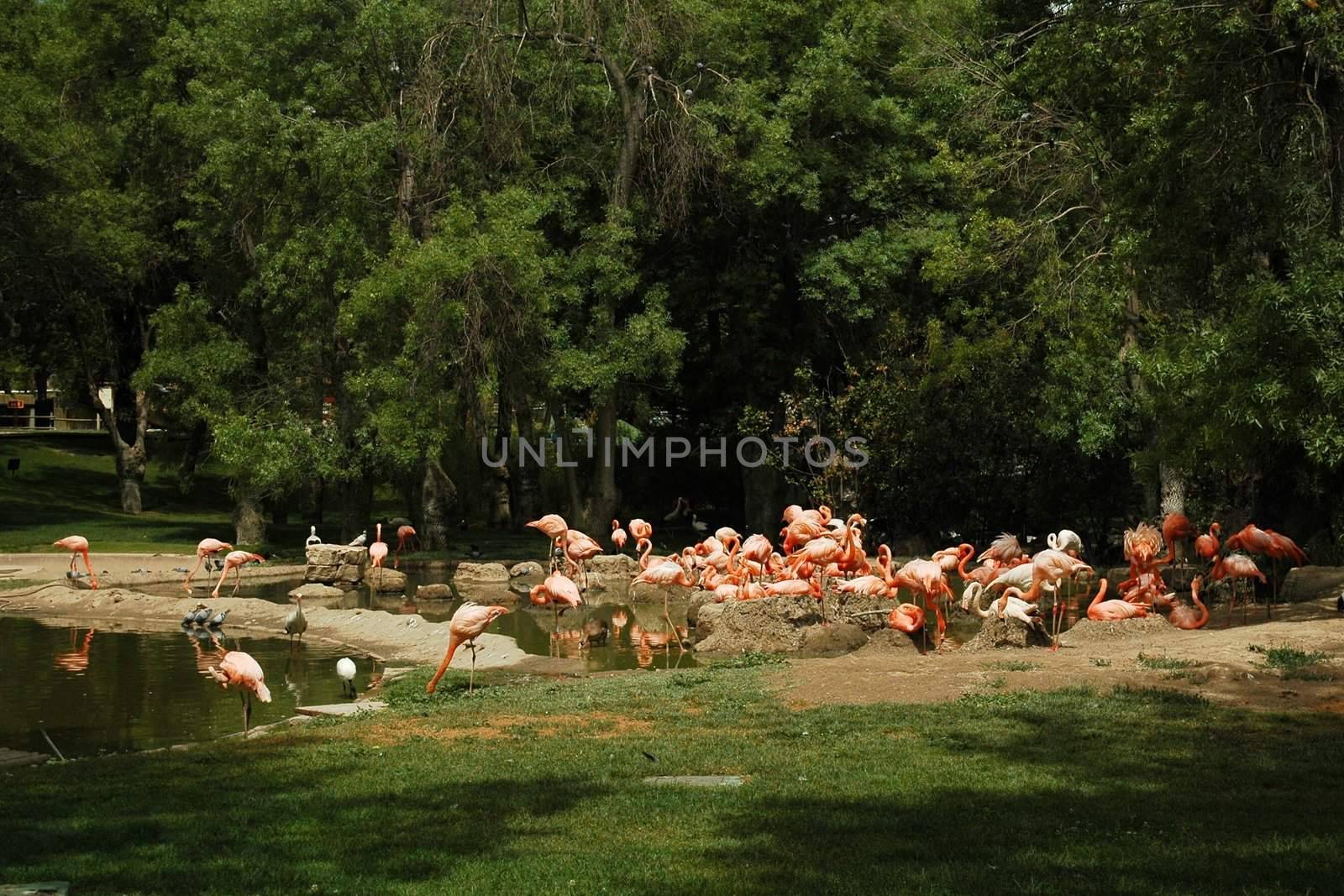 flamingo in Madrid zoo with green grass and trees