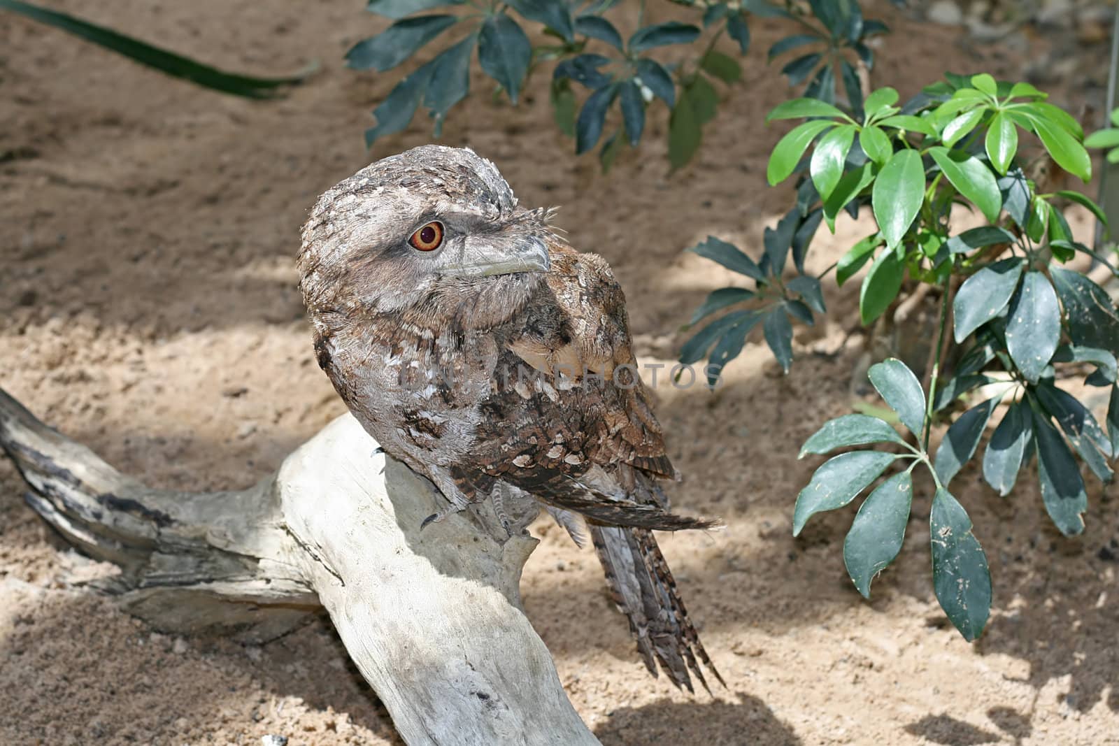 Papuan Frogmouth by Joyce