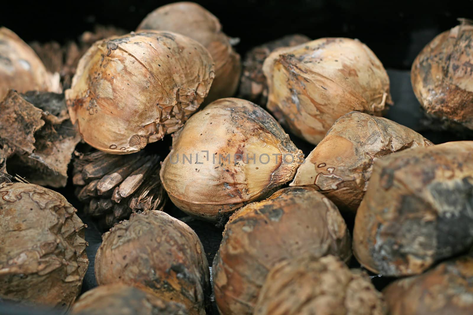 Pandanus Seeds