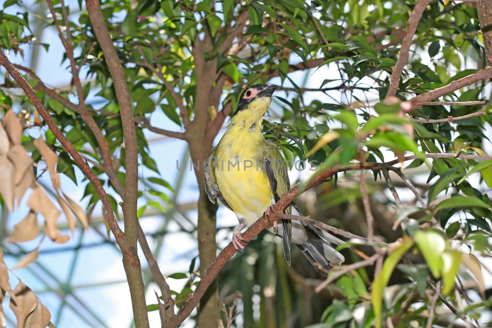 Male Figbird, Sphecotheres Viridis 