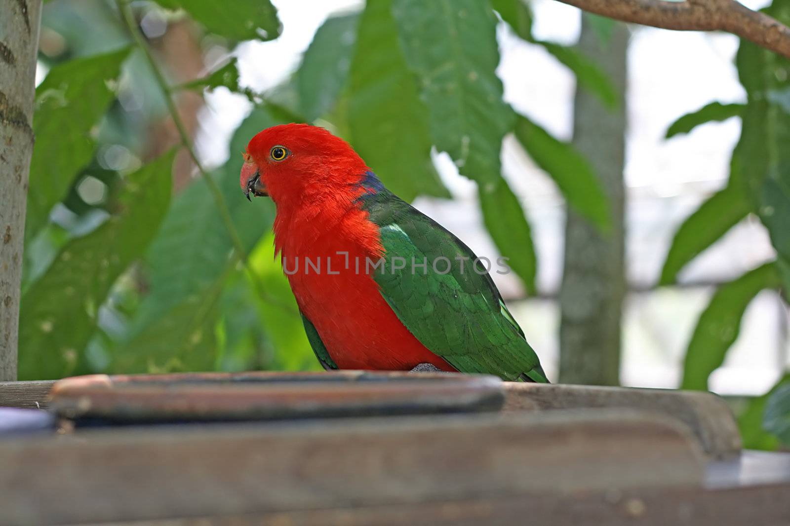 Male Australian King Parrot, Alisterus Scapularis 