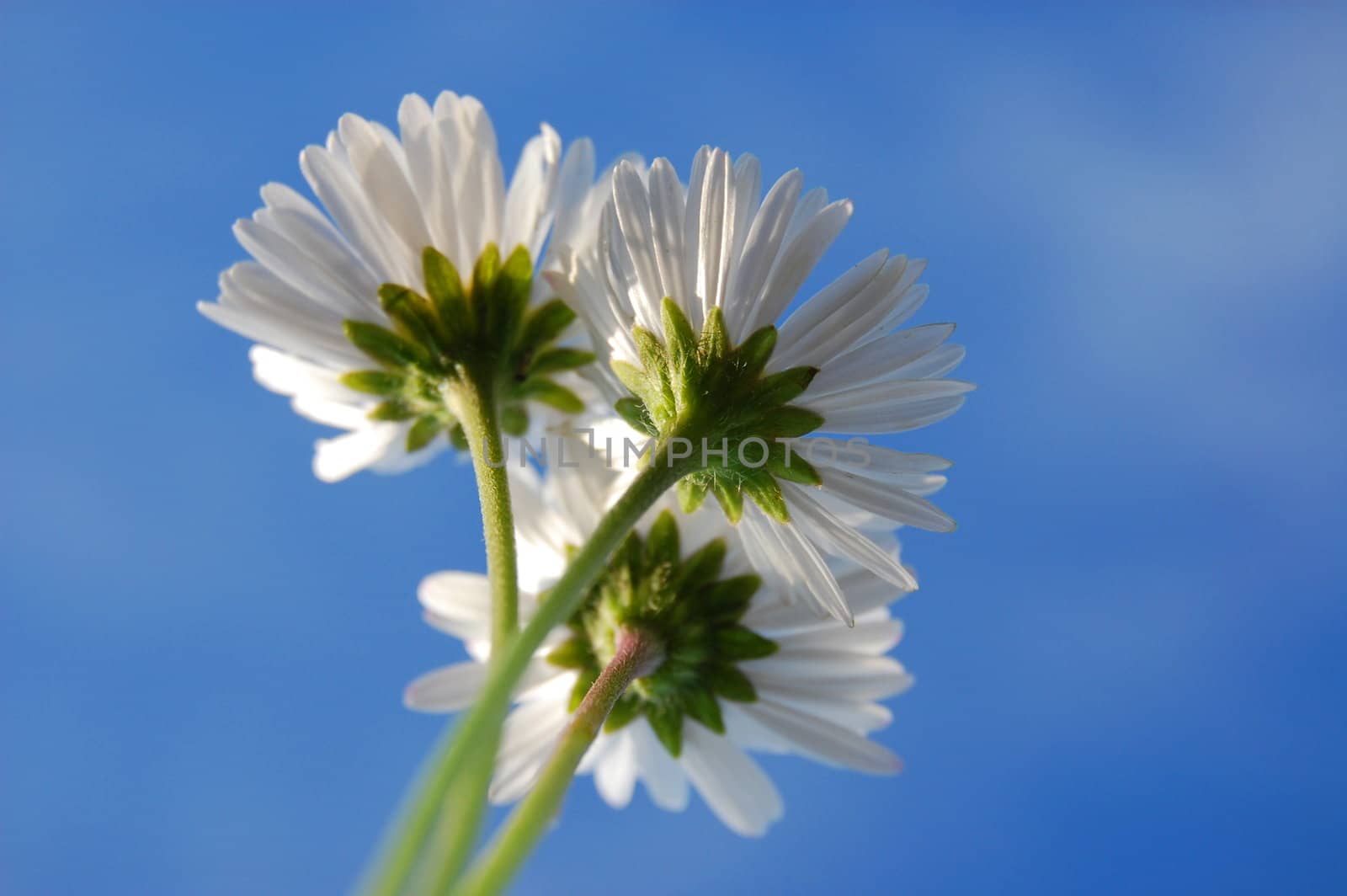 daisy from below under blue sky in summer