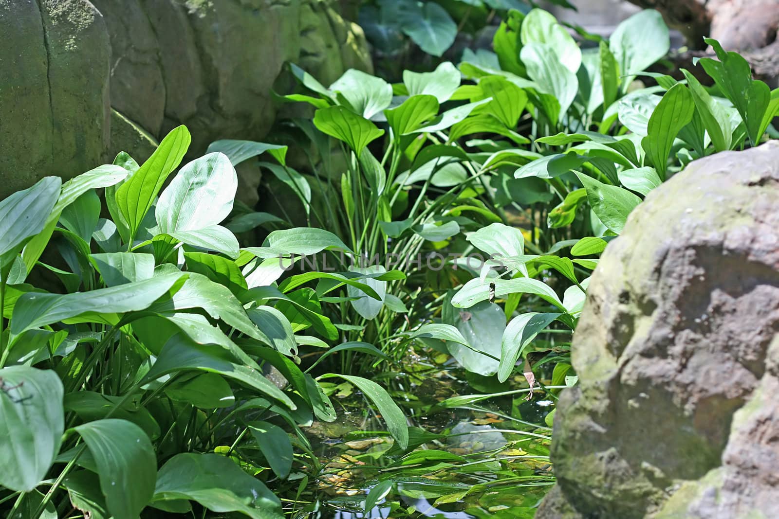 A Still Pond in a Tropical Climate