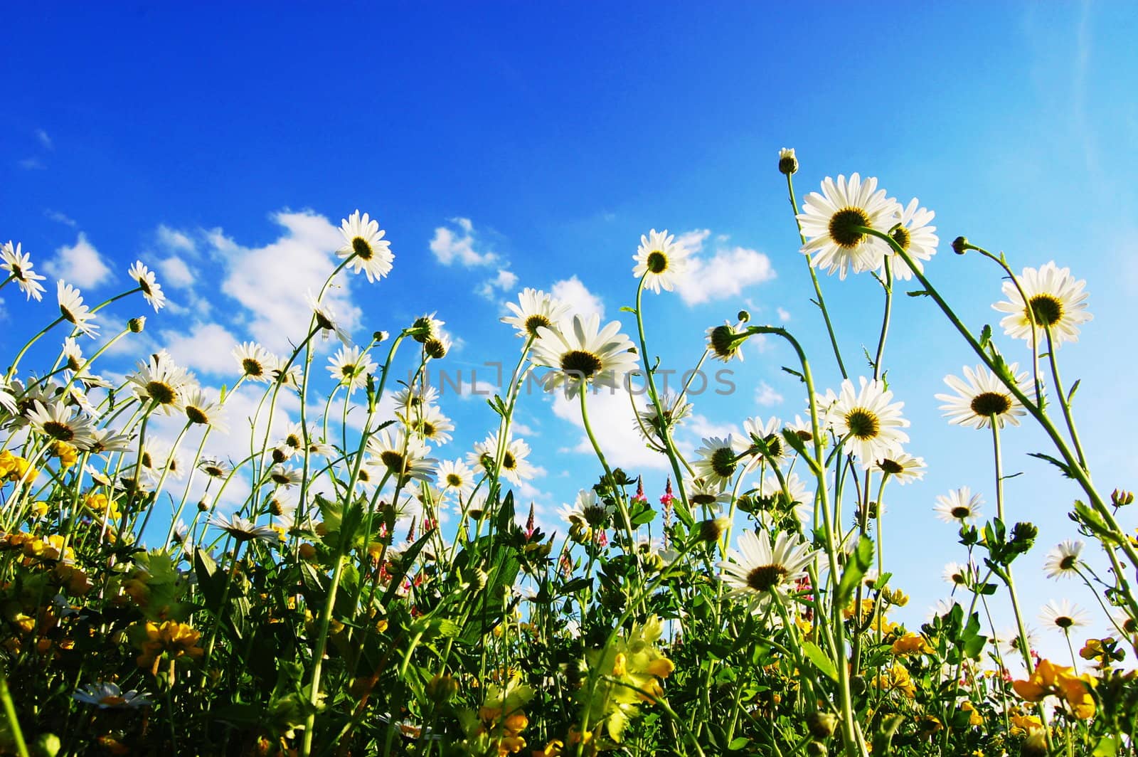 daisy flowers in summer from below with blue sky