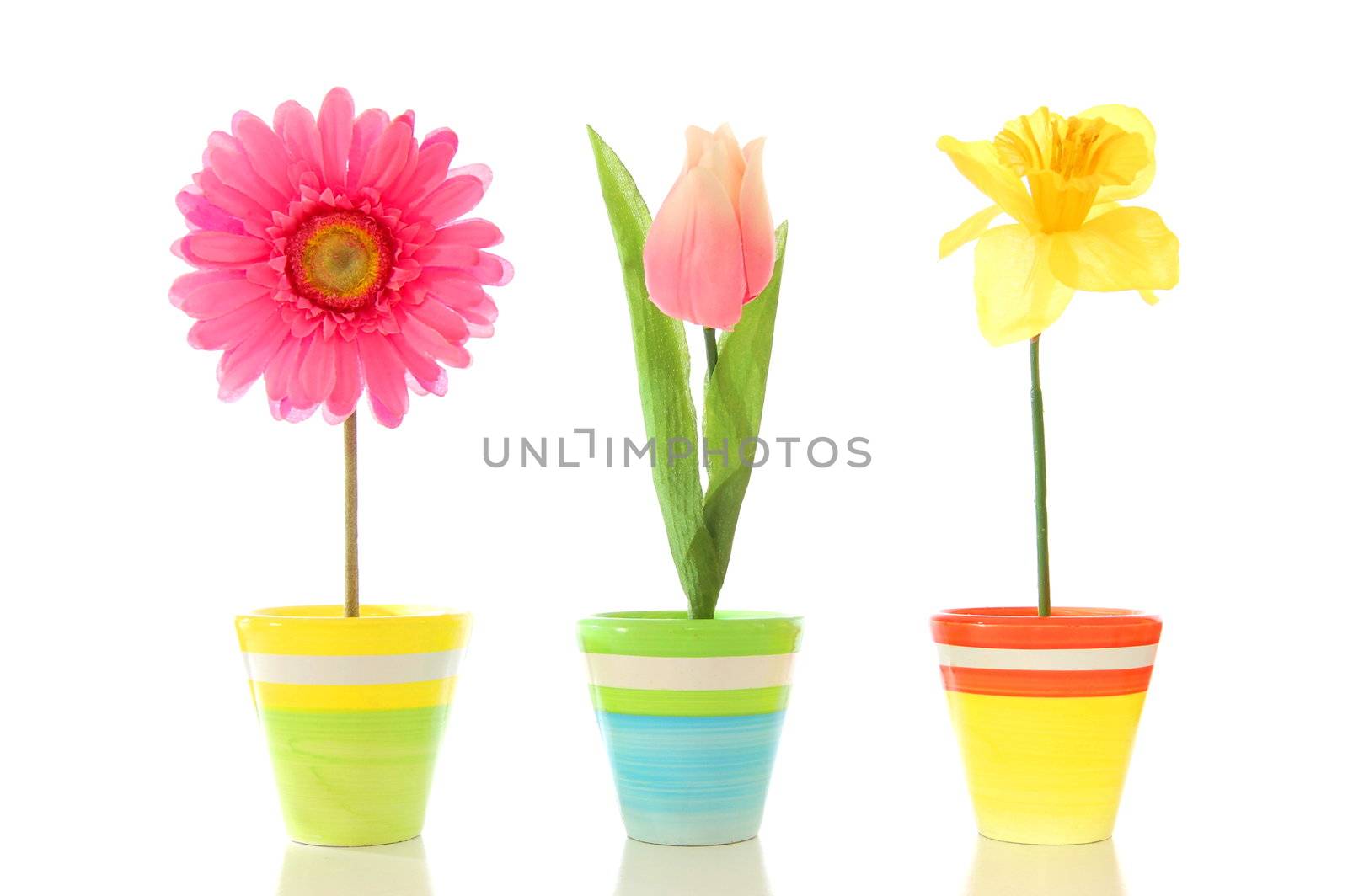 funny summer flowers isolated on white background