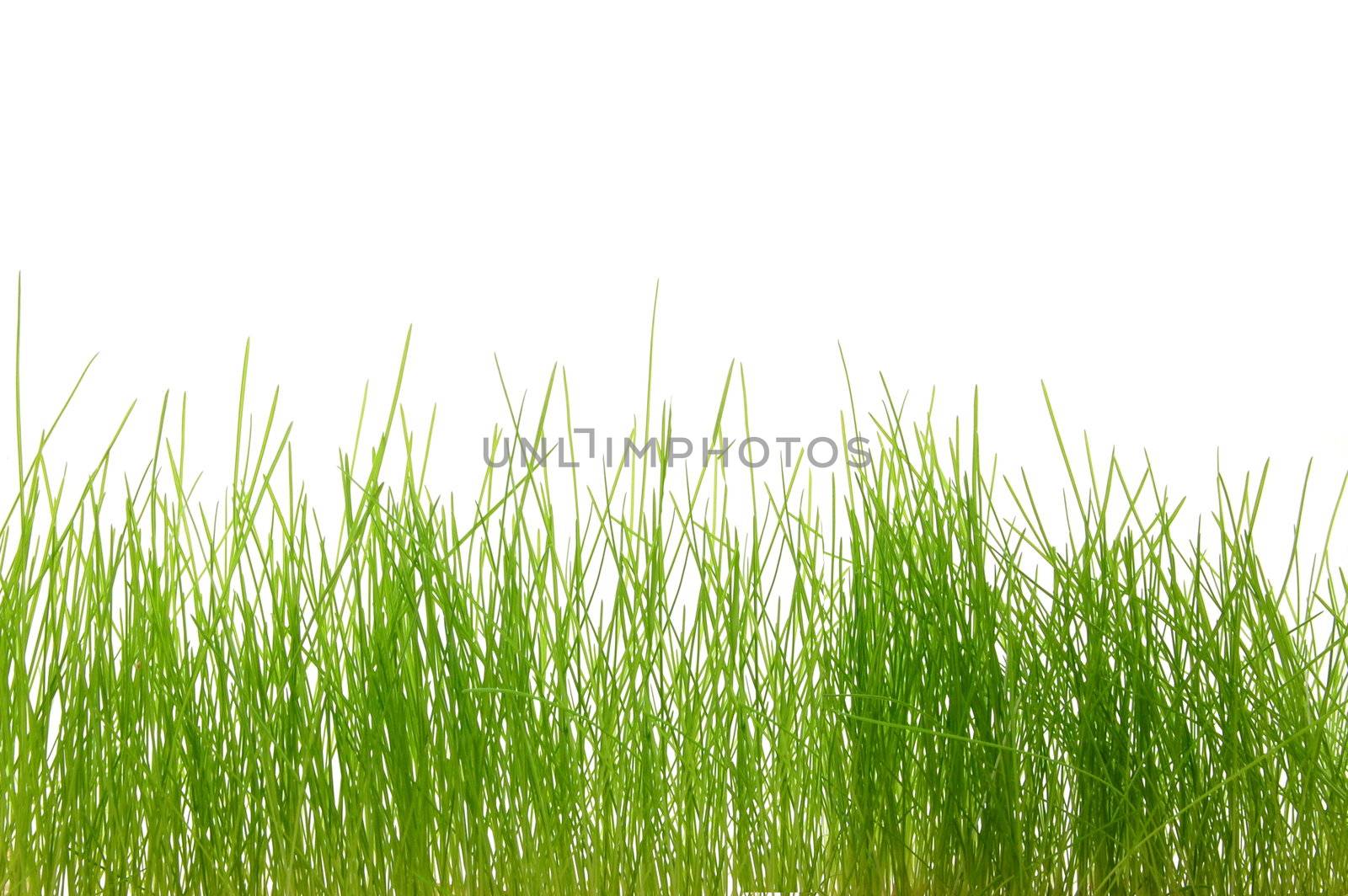 green fresh easter grass isolated on white background