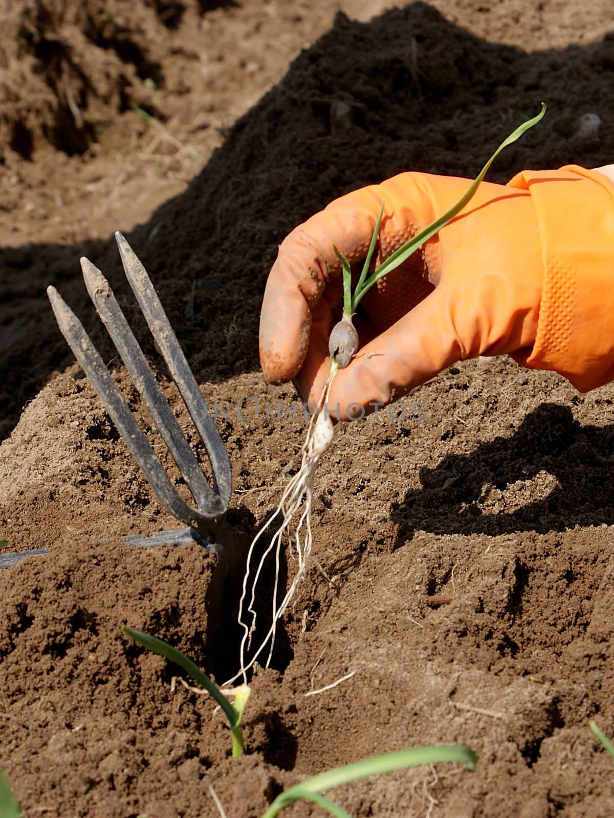 Sowing a plant in orange gloves