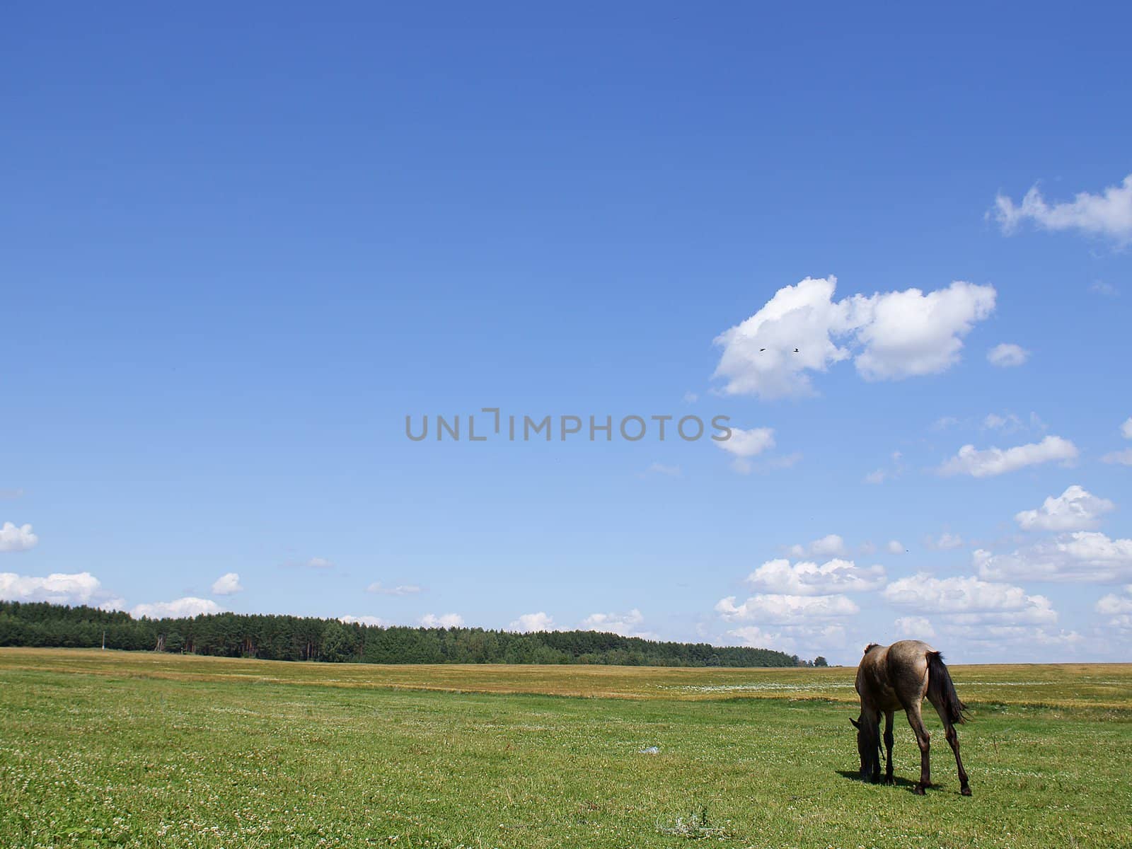 A horse on a meadow