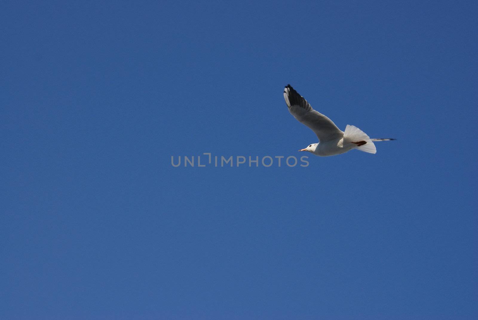 	A seagull in a clear sky