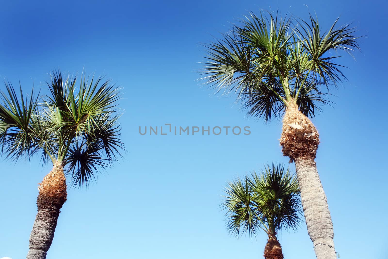 palm trees in the sun by amandaols