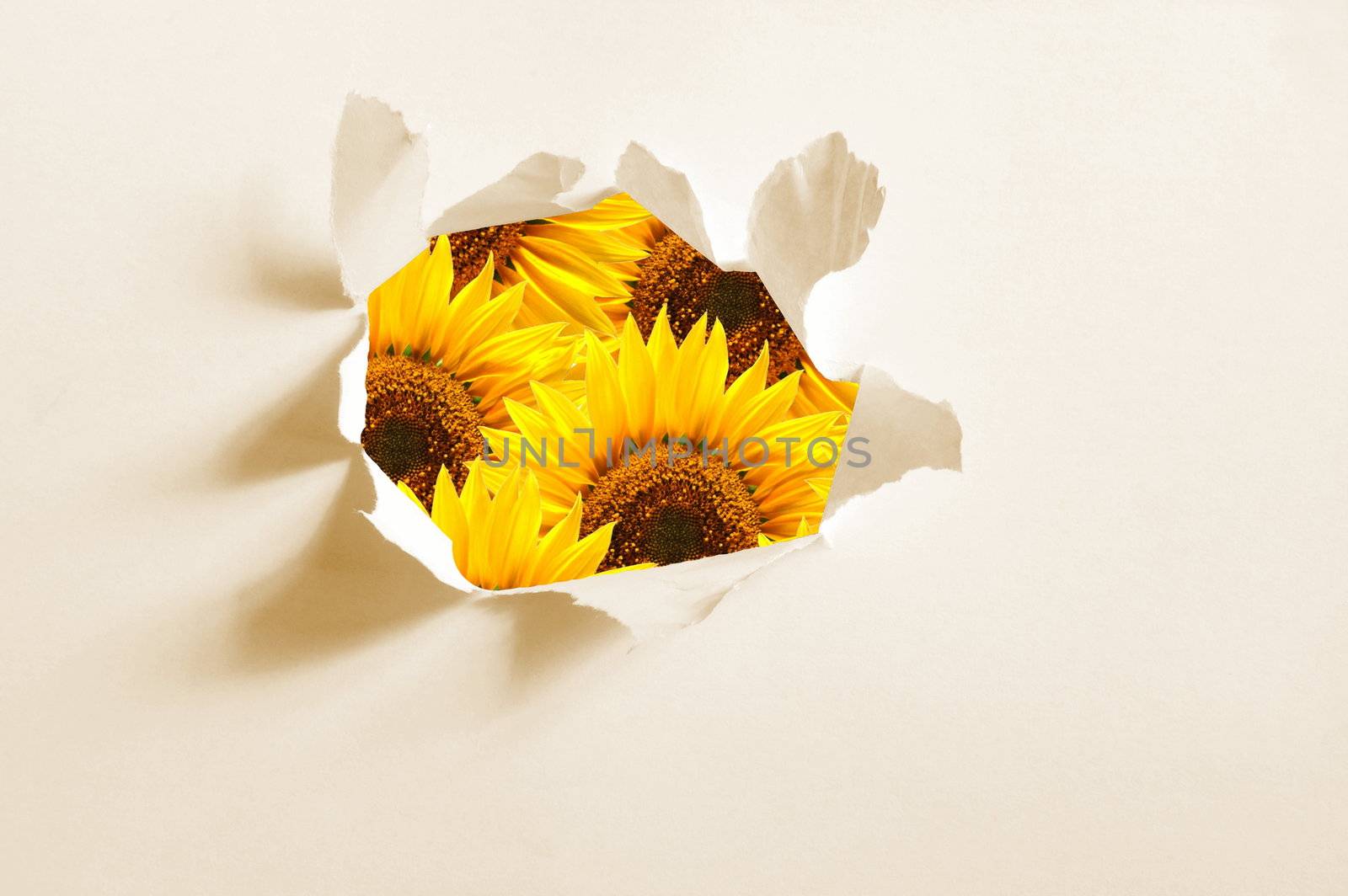 flower behind hole in blank paper showing freedom