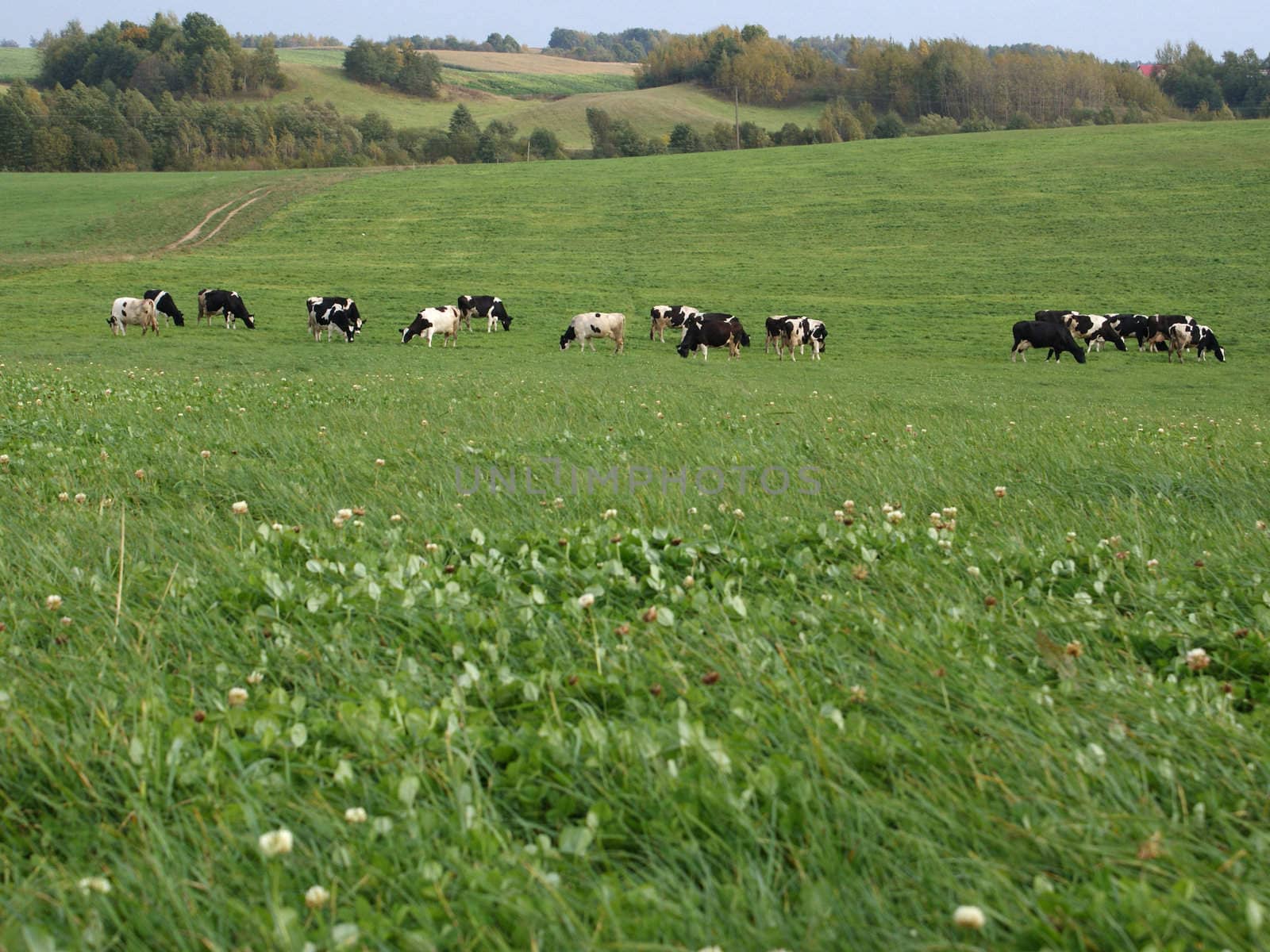 	Cows on a meadow, in a distance