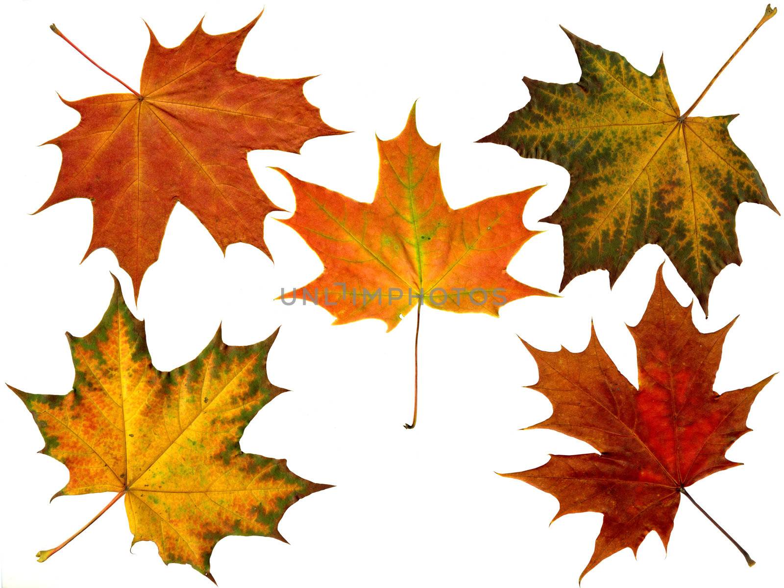 5 different autumn leaves from a maple