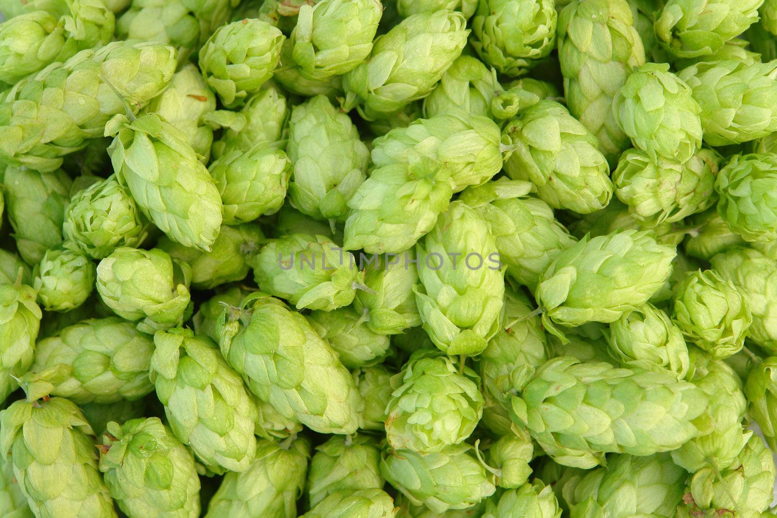 close-up of green hops  useful for background                             