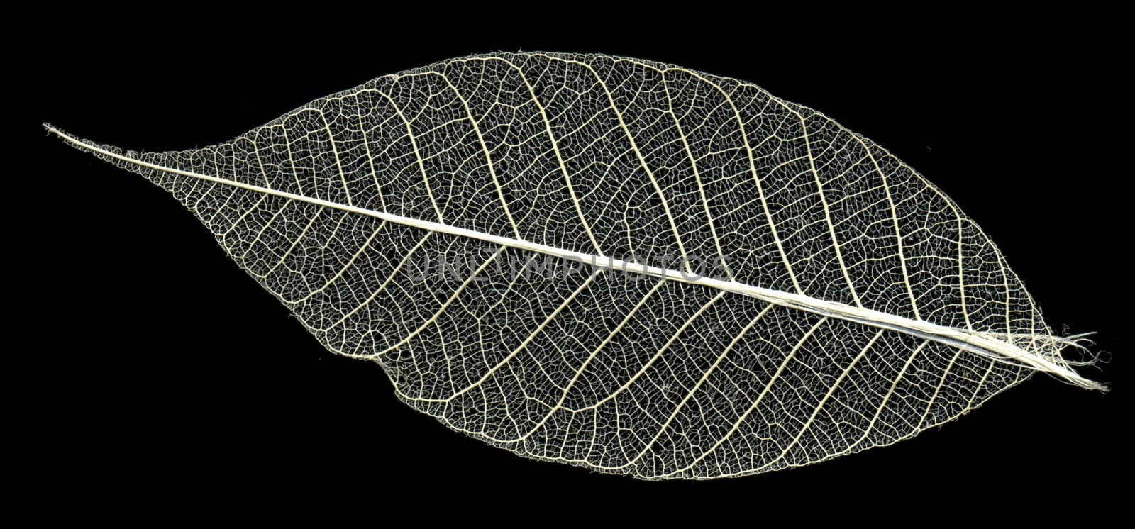 skeleton of the leaf on black background