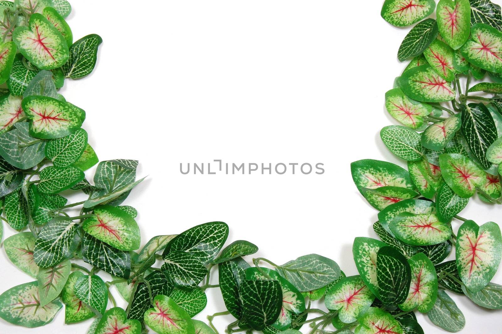 border of leaves isolated on white background