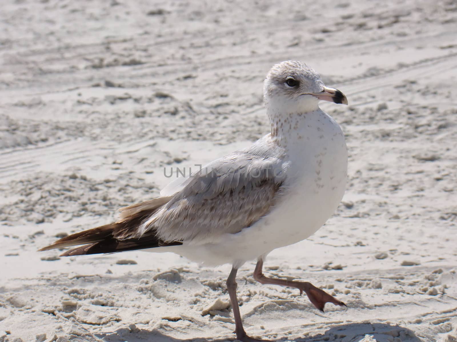 seagull on daytona beach
