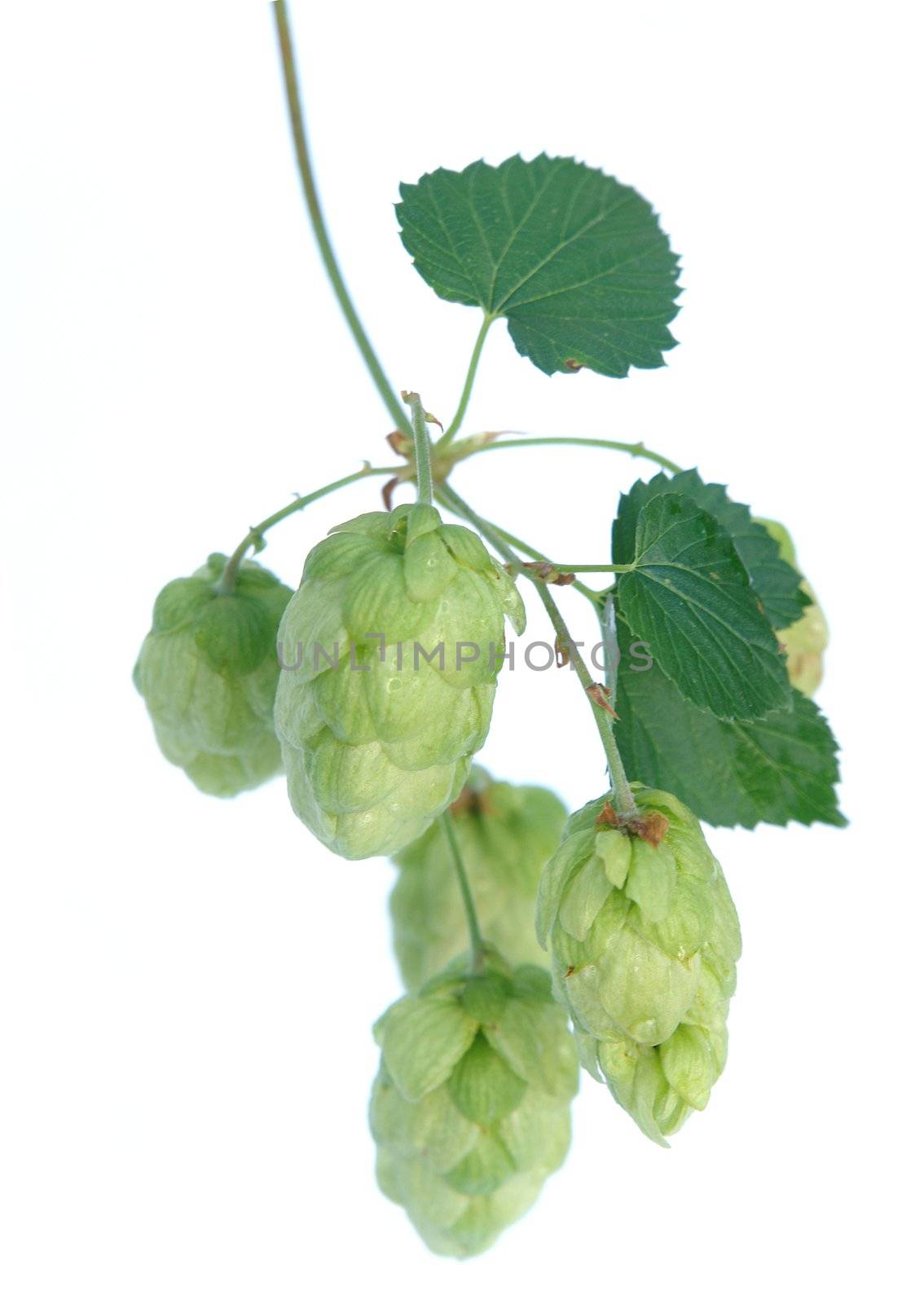 Hops , Ingredient for making beer . isolated on white                             