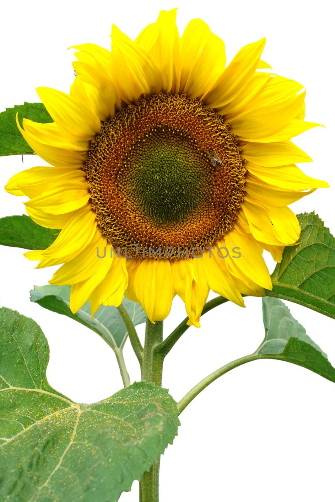 Beautiful yellow sunflower isolated on white.                                