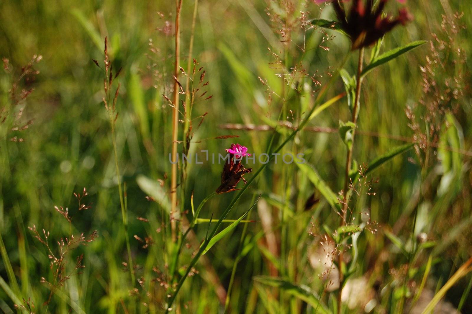 Some wild flower on mountaine field.