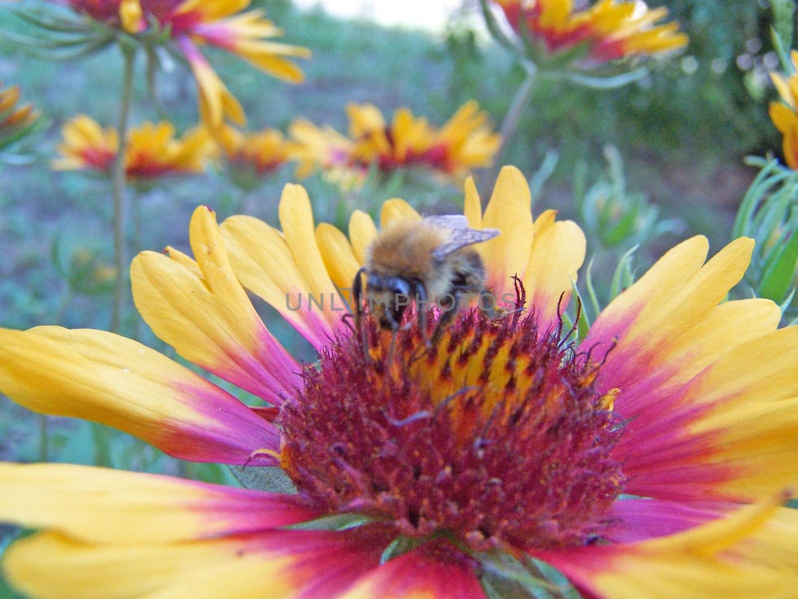 Close up of the bee pollinating red and yellow colored helenium.