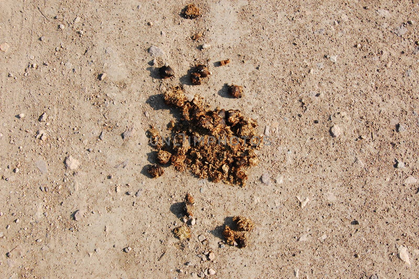 crap or shit from a horse on a agriculture farm