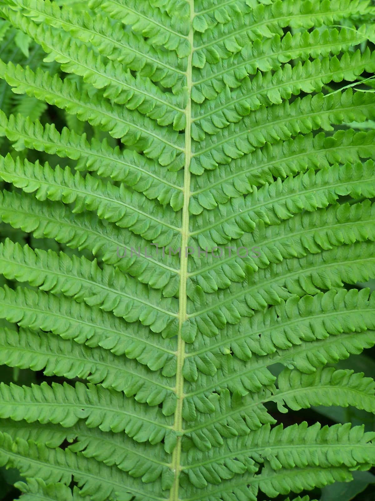 Fern leaf by Lessadar