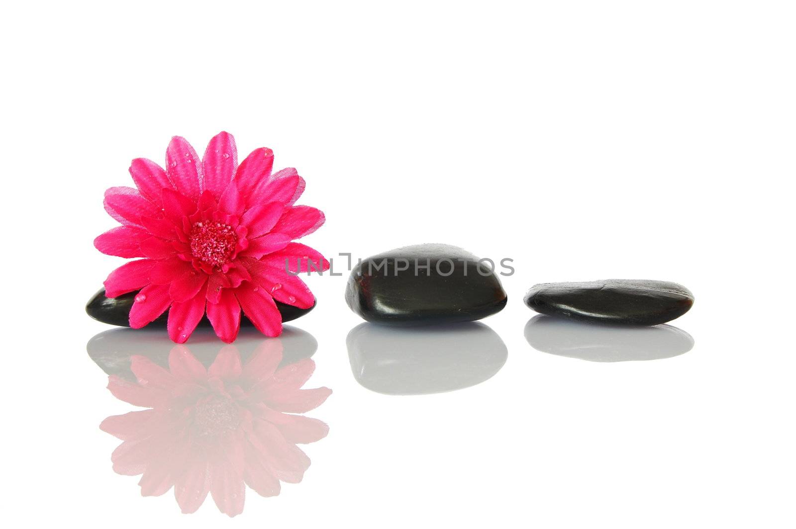 flower isolated on white background showing spa and wellness still life
