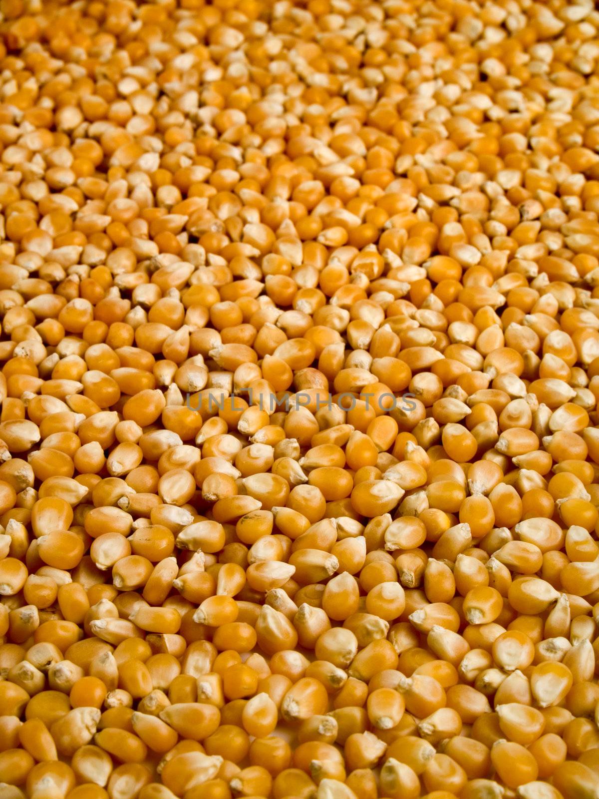 A background of corn beans with a shalow depth of field.