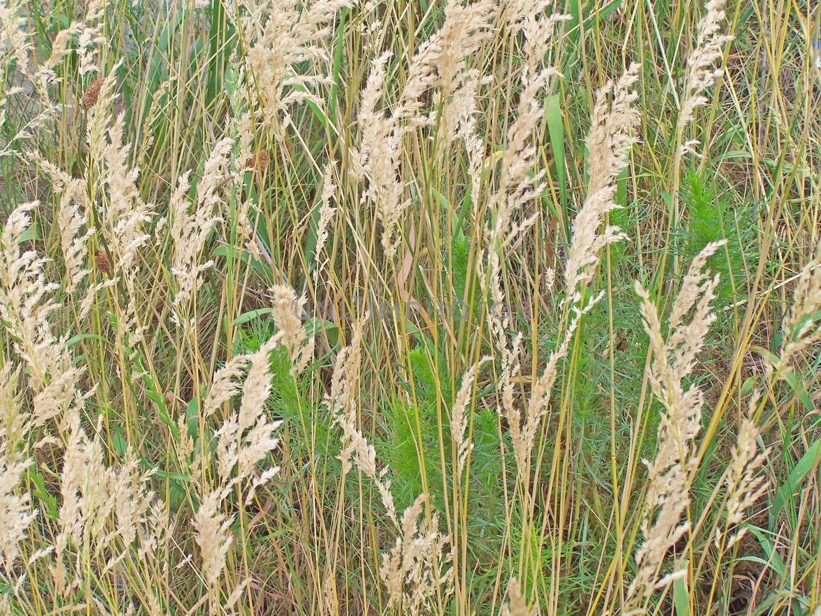 Different plant on the summer field.